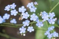 Siberian bugloss Brunnera macrophylla Sea Heart small blue flowers Royalty Free Stock Photo